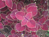 090827-113120-00